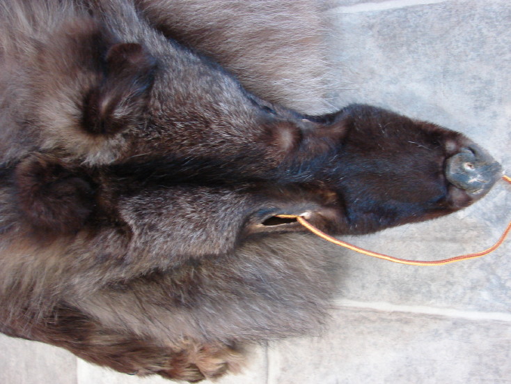 Premium Huge Black Silver Wolf Pelt Tanned Taxidermy from Alaska