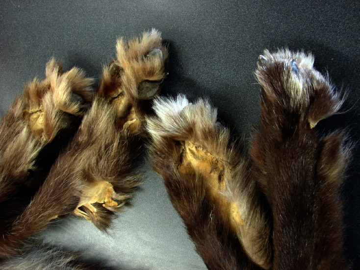 Premium Huge Black Silver Wolf Pelt Tanned Taxidermy from Alaska