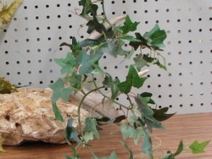 English Ivy Garland Silk Greenery 6 Feet