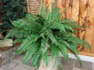 Giant Realistic Boston Fern Plant Greenery Pick 40" wide