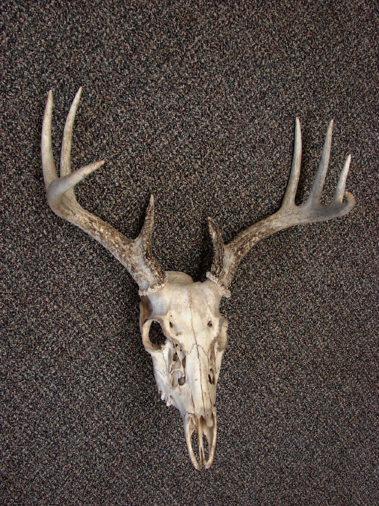 Real European Mount Whitetail Deer Antler 9 Point Skull Natural Shed