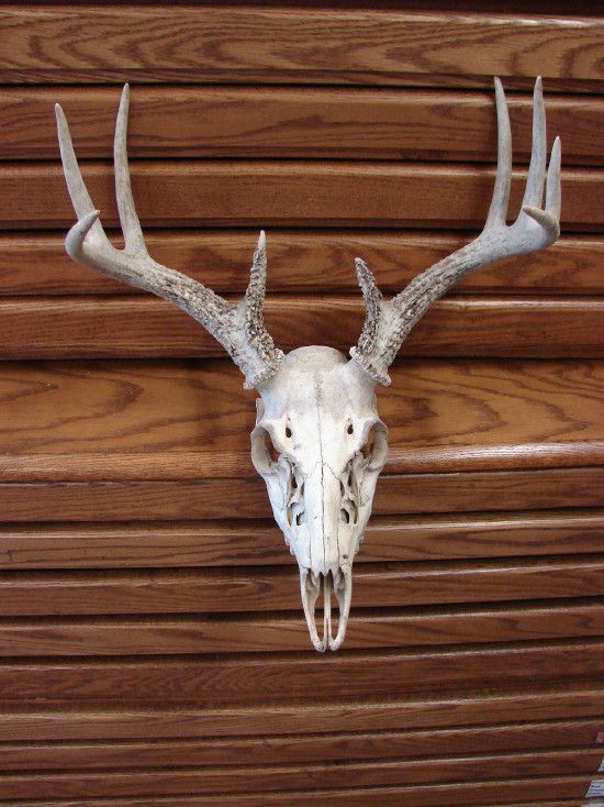 Real European Mount Whitetail Deer Antler 9 Point Skull Natural Shed - Image 2
