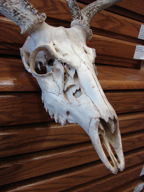Real European Mount Whitetail Deer Antler 9 Point Skull Natural Shed - Image 3