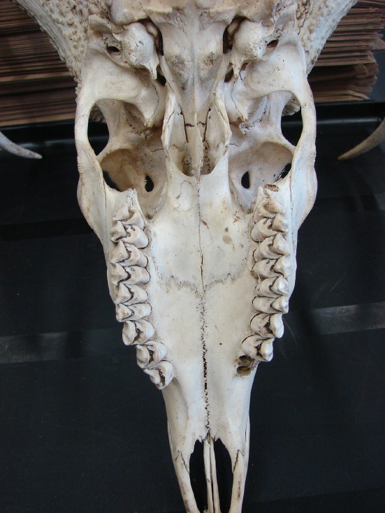 Real European Mount Whitetail Deer Antler 9 Point Skull Natural Shed - Image 4