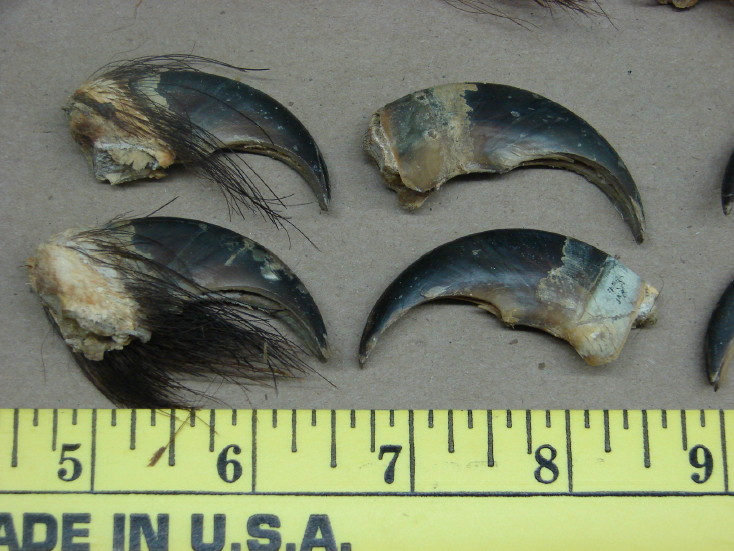 12 Real Black Bear Claw Authentic Craft Native American ...