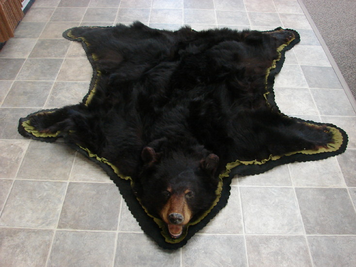 real bear taxidermy