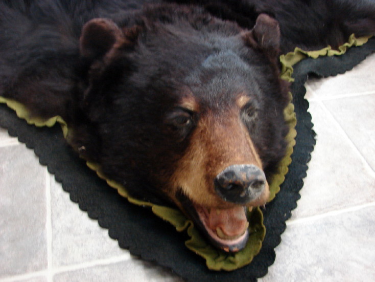 real bear taxidermy