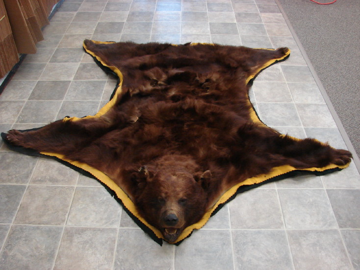 Craft Grade Real Bear Hide Rug Taxidermy Cinnamon Phase Fur MooseR