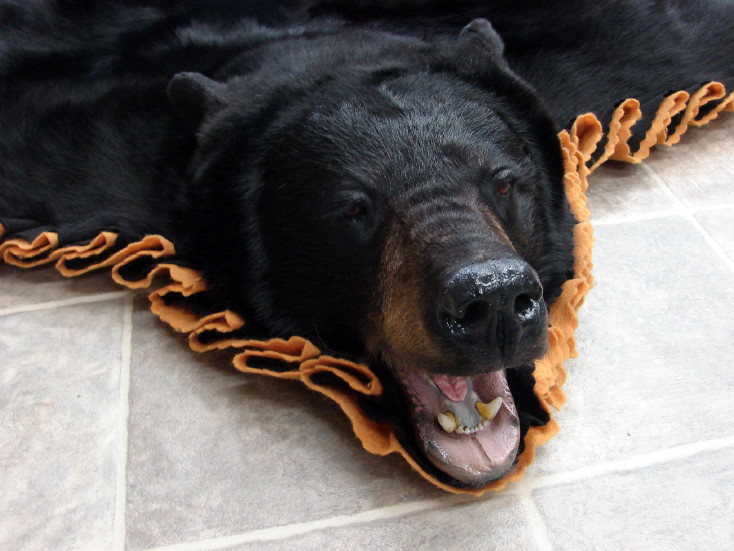 Brand New Real Black Bear Skin Rug Goldenrod Double Felt