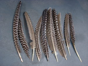 Real Natural Guinea Feather Quills 8" 10 Pack Craft Feather