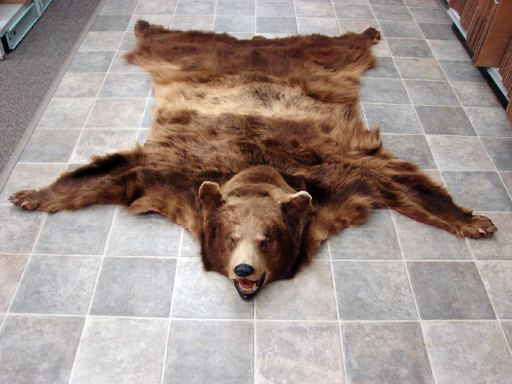 Taxidermy Real Bear Rug Cinnamon Brown Grizzly Bear Unique Color