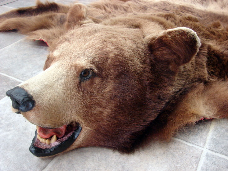 real bear taxidermy