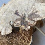 Real Dried Sponge Mushrooms Pick Woodland Arrangements Set/3