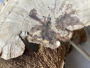 Real Dried Sponge Mushrooms Pick Woodland Arrangements Set/3