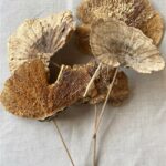 Real Dried Sponge Mushrooms Pick Woodland Arrangements Set/3 - Image 2