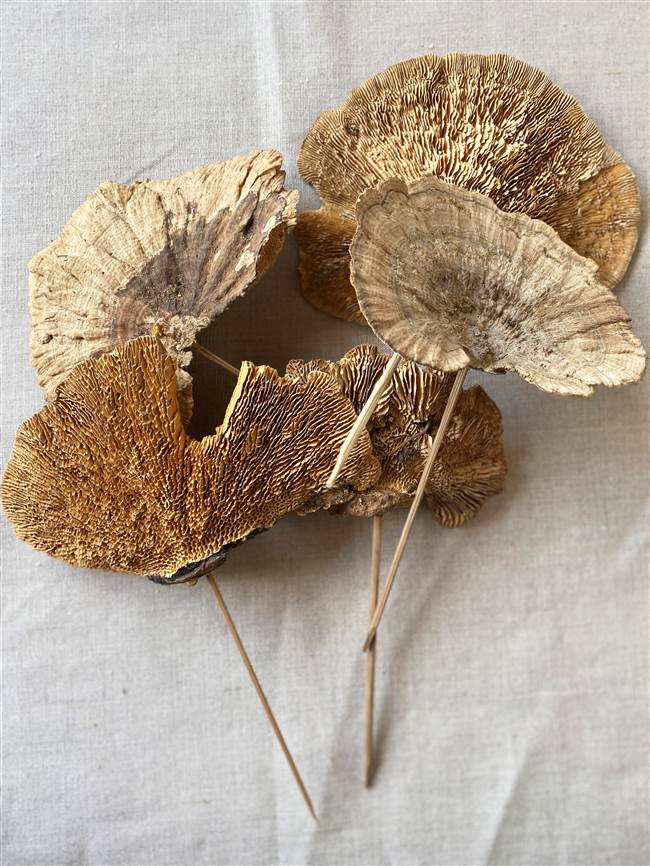 Real Dried Sponge Mushrooms Pick Woodland Arrangements Set/3, Moose-R-Us.Com Log Cabin Decor