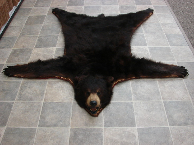Real Black Bear Rug Taxidermy Hide Brown Cinnamon Phase Pelt Fur