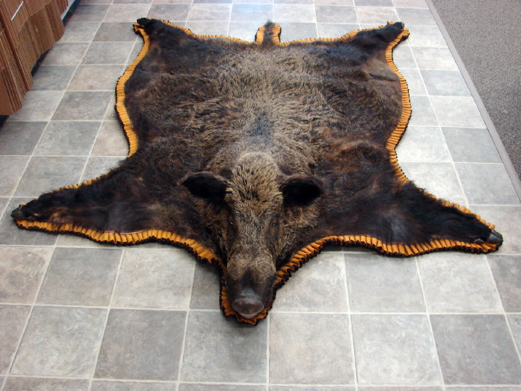 Huge Real Russian Wild Boar Taxidermy Mount Rug Wall Hanger, Moose-R-Us.Com Log Cabin Decor