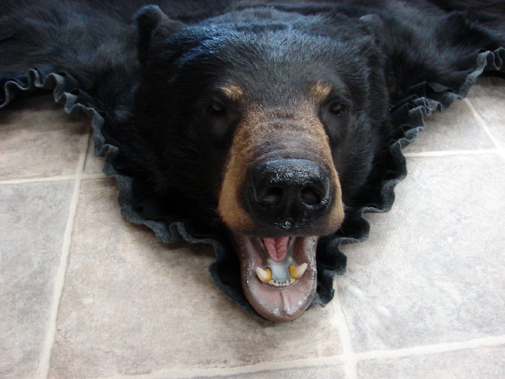 Brand New Real Glossy Black Bear Skin, How Much Is A Real Bear Rug