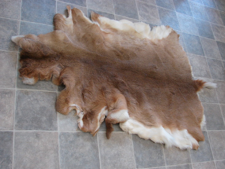 Whitetail Deer Taxidermy Tanned Fur on Hide White Buckskin -   Log Cabin Decor