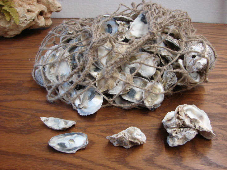 Bulk Real Oyster Shells Ocean Seashore Beach Theme Crafts Wedding Decor, Moose-R-Us.Com Log Cabin Decor