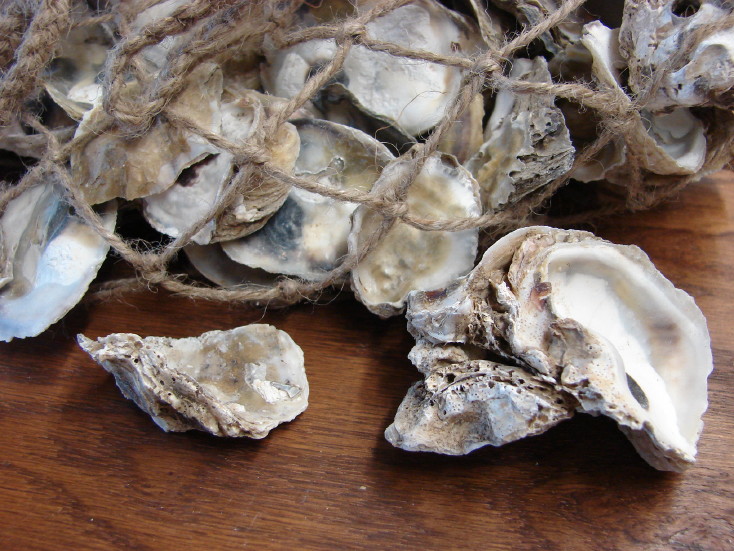 Bulk Real Oyster Shells Ocean Seashore Beach Theme Crafts Wedding Decor, Moose-R-Us.Com Log Cabin Decor