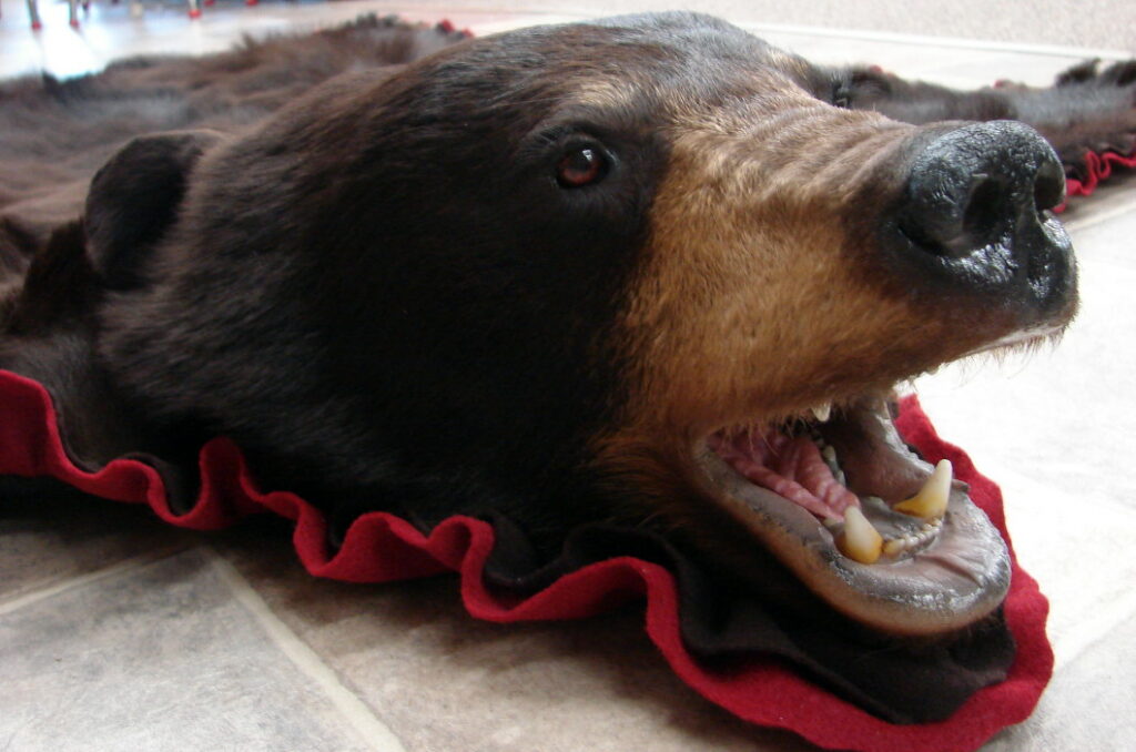Brand New Real Chocolate Black Bear, How To Skin A Bear For Rug