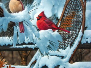 Jerry Gadamus Cardinal Winter Snowshoes Framed Giclees