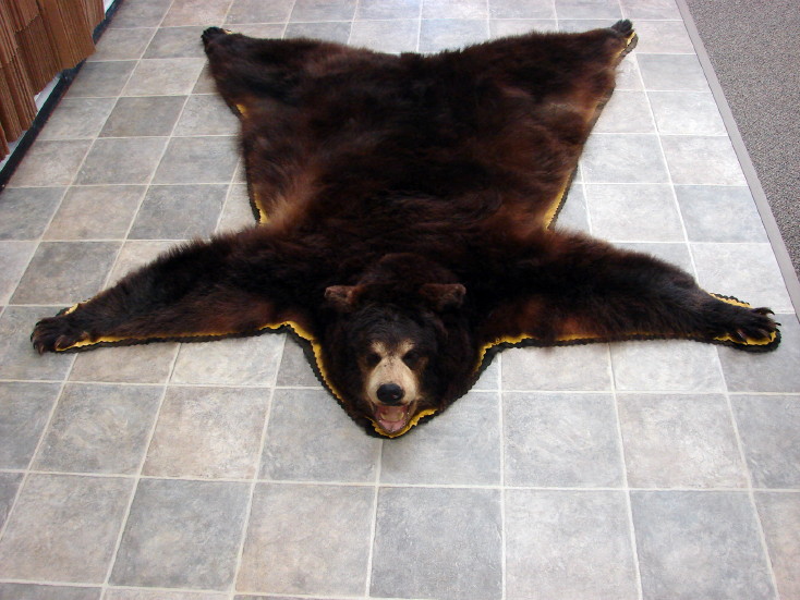 Real Black Bear Rug Taxidermy Hide Pelt Fur Cinnamon Phase Golden Felt