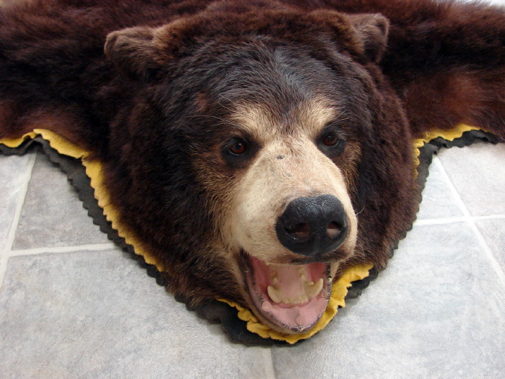 Real Black Bear Rug Taxidermy Hide Pelt Fur Cinnamon Phase Golden Felt