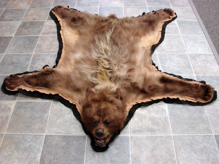 Real Grizzly Bear Rug Taxidermy Hide Blonde Pelt Fur Juvenile MooseR