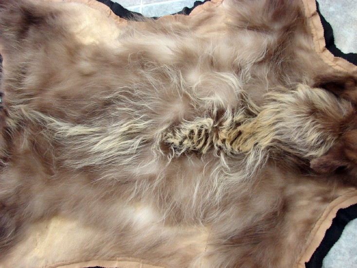 Real Grizzly Bear Rug Taxidermy Hide Blonde Pelt Fur Juvenile - Moose-R ...