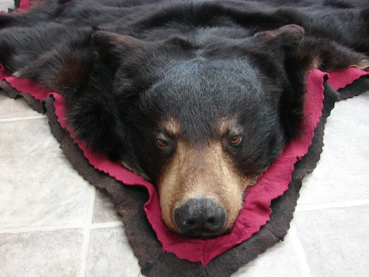 Real Black Bear Rug Taxidermy Hide Pelt Fur Magenta Red Felt Closed