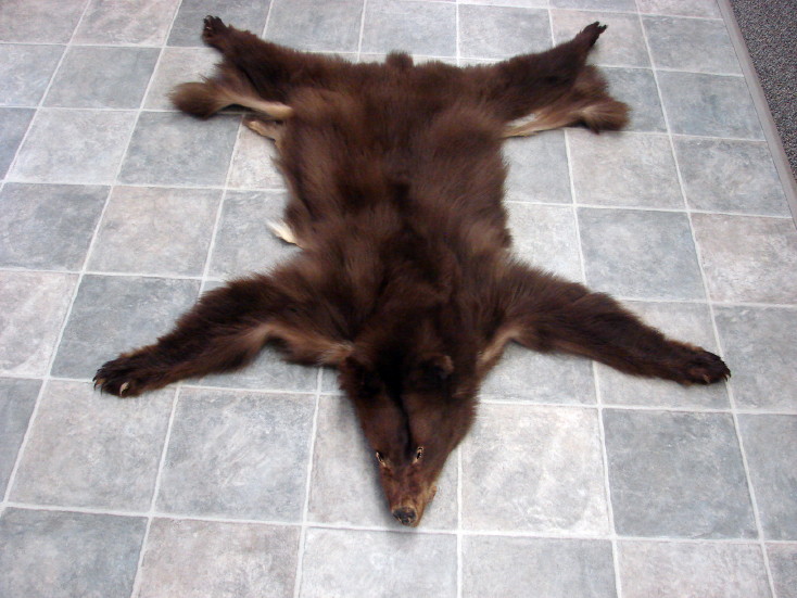 Real Black Bear Soft Taxidermy Hide Pelt Fur Cinnamon Phase - Log Cabin Decor Real Black Bear Soft Taxidermy Hide Pelt Fur Cinnamon Phase - Log Cabin Decor