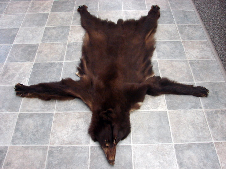 Real Black Bear Soft Taxidermy Hide Pelt Fur Cinnamon Phase MooseR
