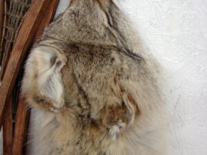 Taxidermy Tanned Coyote Fur Pelt Cased Full Body Brush Wolf