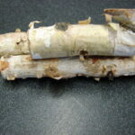 Real Birch Bark Log Miniature Firewood Dollhouse Fairy Garden Bundle of Logs