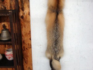 Taxidermy Real Fur Pelt Grey Red Blue Frost Arctic Fox Cased Lodge Wall Hanging