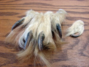 Real Wolf Paw Claw Native American Mountain Man Crafts