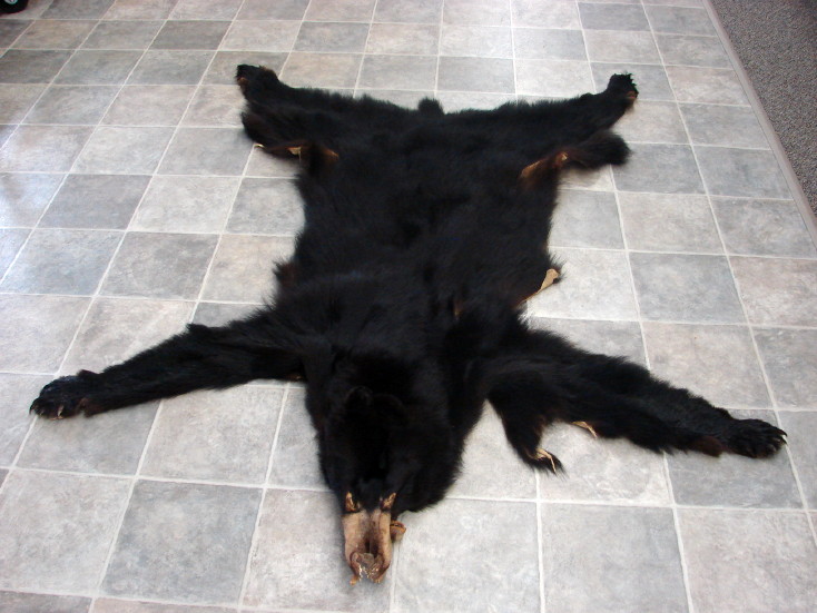 Real Black Bear Soft Taxidermy Hide Pelt Fur -  Log Cabin  Decor