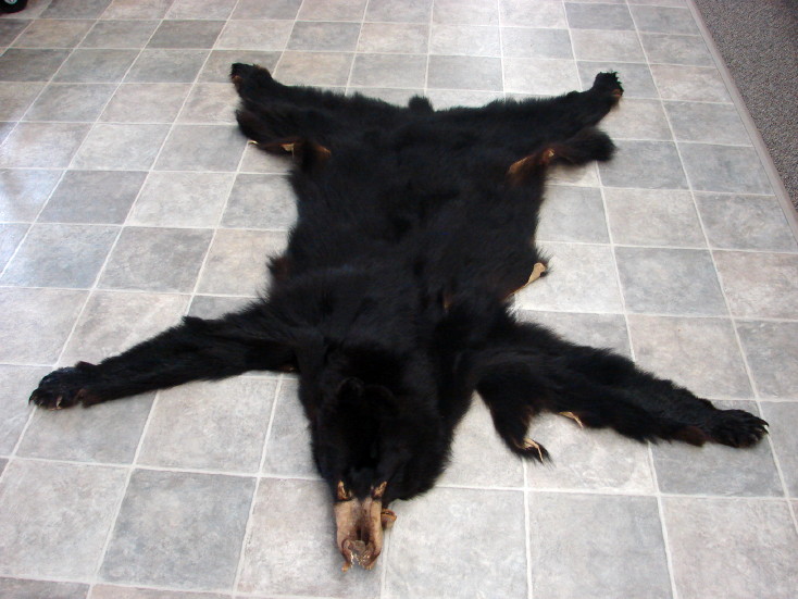 Real Black Bear Soft Taxidermy Hide Pelt Fur Log Cabin