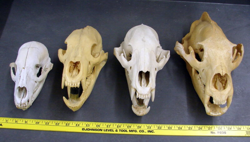 Authentic Real Black Bear Grizzly Bear Polar Bear Skulls For Sale, Moose-R-Us.Com Log Cabin Decor