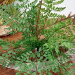 Realistic Forest Fern Bush Floral Pick 22" - Image 2