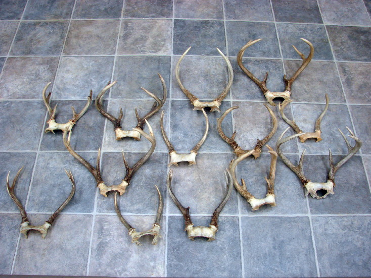 Real Deer Antler Hunt Sheds Rustic Lodge Decor Crafts Bulk Lot, Moose-R-Us.Com Log Cabin Decor