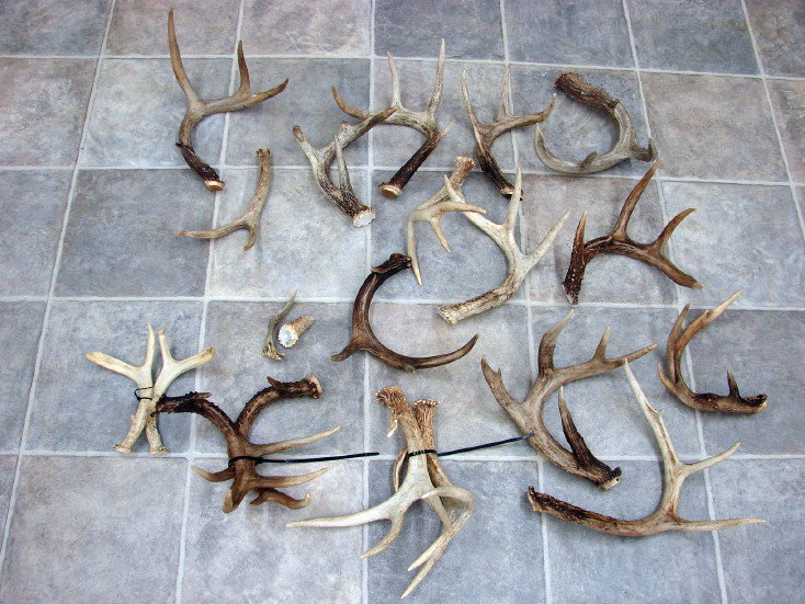 Real Deer Antler Hunt Sheds Rustic Lodge Decor Crafts Bulk Lot, Moose-R-Us.Com Log Cabin Decor