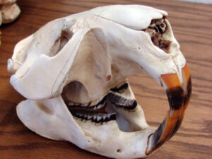 Authentic Real Animal Skulls for Sale Coyote Brush Wolf Beaver Otter Muskrat Skunk Rabbit Skull