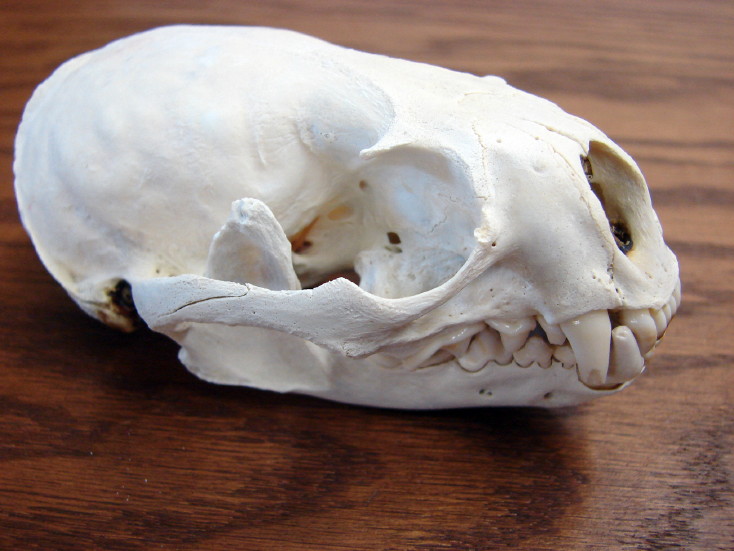 Authentic Real Animal Skulls for Sale Coyote Brush Wolf Beaver Otter Muskrat Skunk Rabbit Skull, Moose-R-Us.Com Log Cabin Decor
