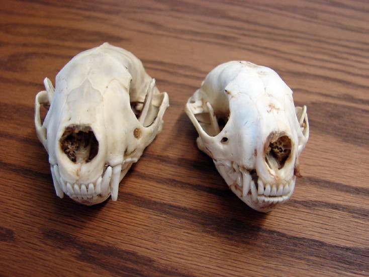 Authentic Real Animal Skulls for Sale Beaver Otter Muskrat Skunk Rabbit Skull, Moose-R-Us.Com Log Cabin Decor