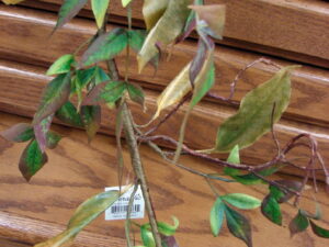 Verde Valley Leaves Garland Silk Greenery 6 Feet