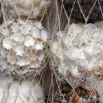 Set/3 Real Seashell Orb Sphere Seashore Nautical Decor Tropical Coastal Decorating - Image 3